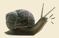 Escargot qui aboie